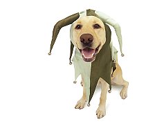 Muttley Fool